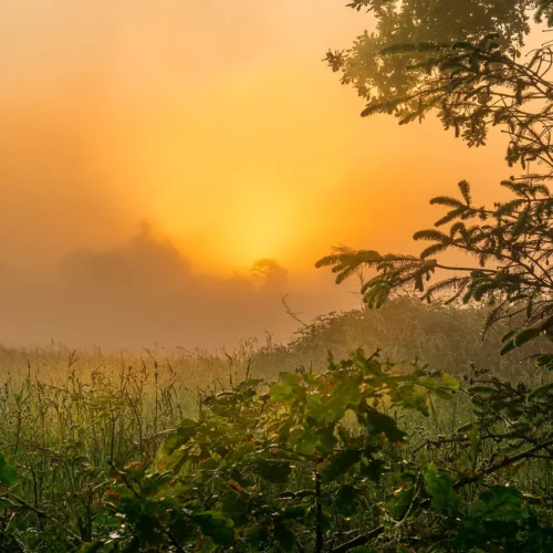 Photo nature d'un lever de soleil en campagne d'Ille-et-Vilaine, vue à travers des fougères