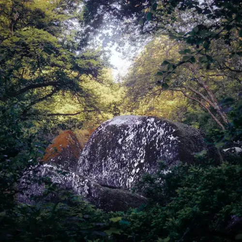Photographie couleurs de la forêt de Camors, Morbihan, Bretagne avec un rocher dans une clairière