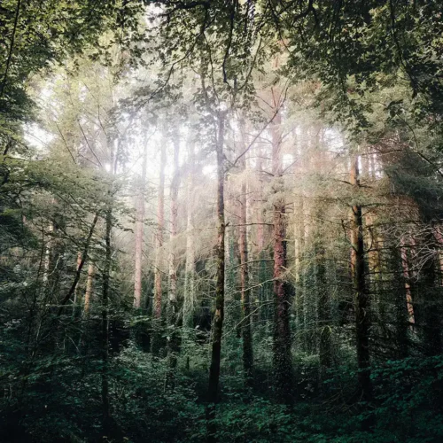 Fotografía artística del bosque de Camors en Bretaña, Francia. El juego de luces que emana de un claro da la impresión de un ojo en medio del bosque.