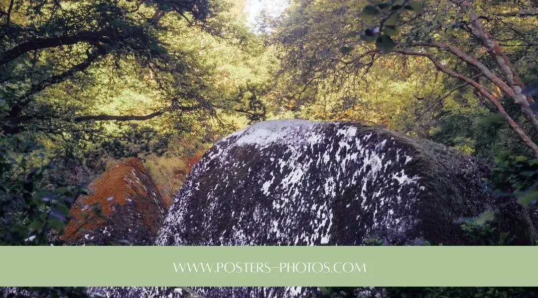 Les plus belles forêts en Bretagne