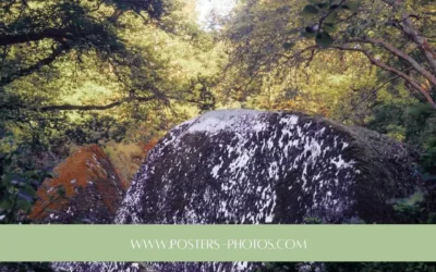 Die schönsten Wälder in der Bretagne