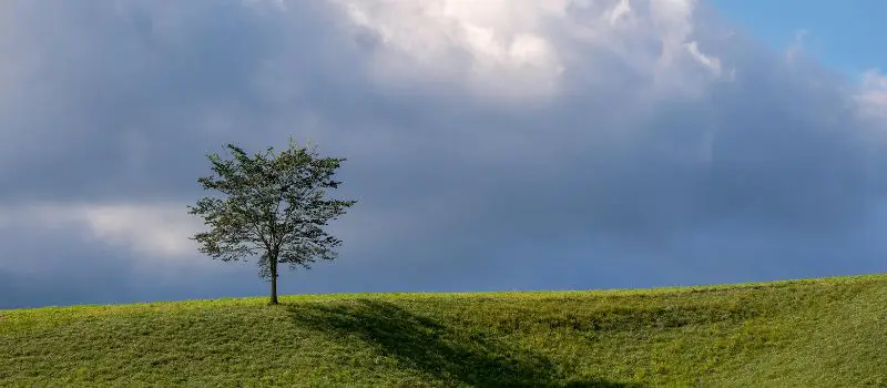 Arbre solitaire sur une colline verte sous un ciel nuageux, composition minimaliste