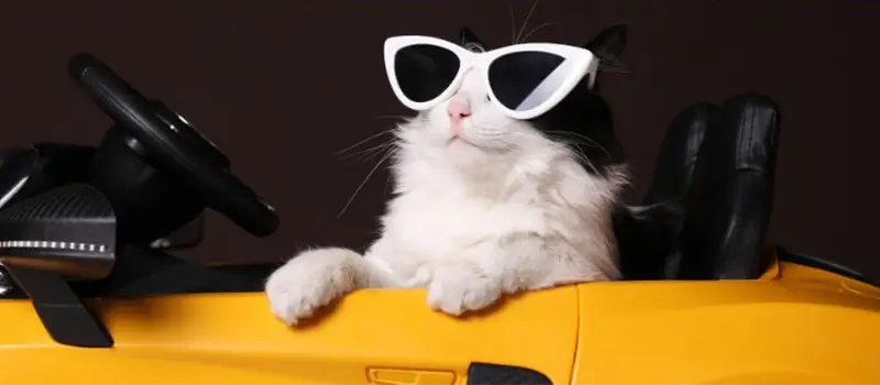 Chat noir et blanc portant lunettes de soleil blanches assis dans voiture jouet jaune miniature