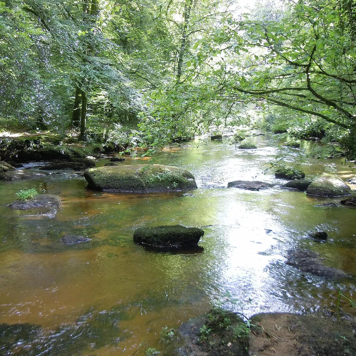 Pontcallec forest river Morbihan Brittany