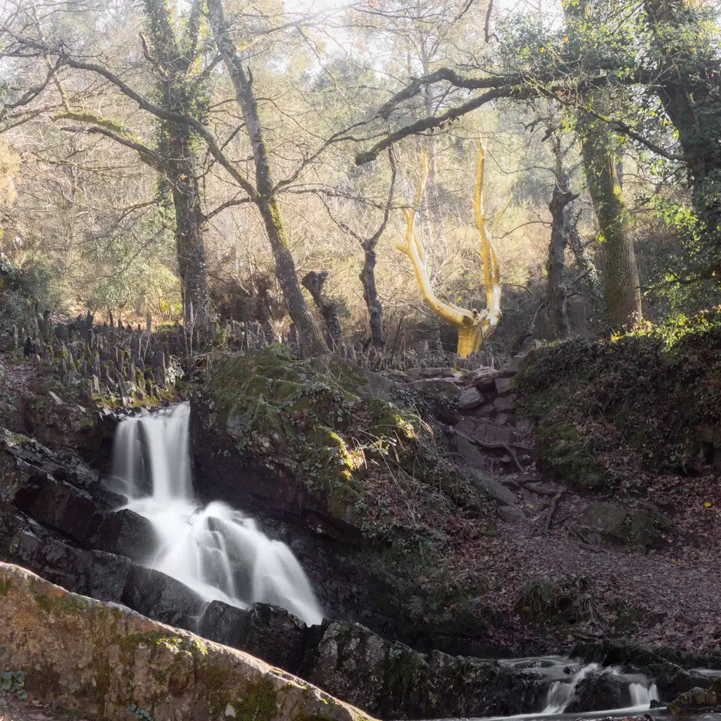 Golden tree and waterfall in the Brocéliande forest