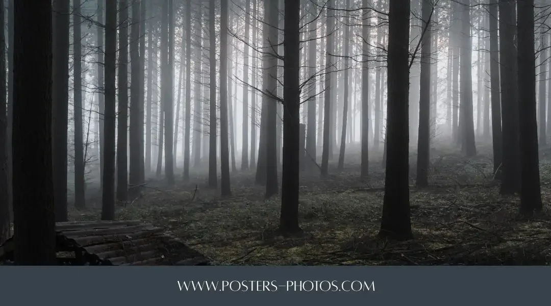 Bosque de Brocéliande: qué ver, qué hacer, cómo preparar bien su visita