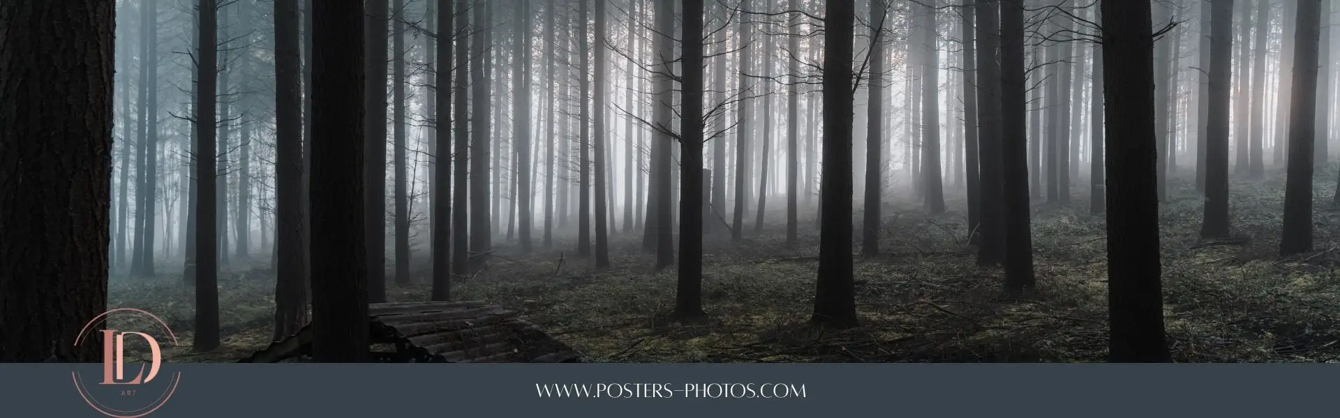 Brittany's mysterious forest in the mist