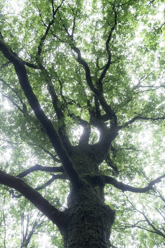 Majestic old oak in the Brocéliande forest
