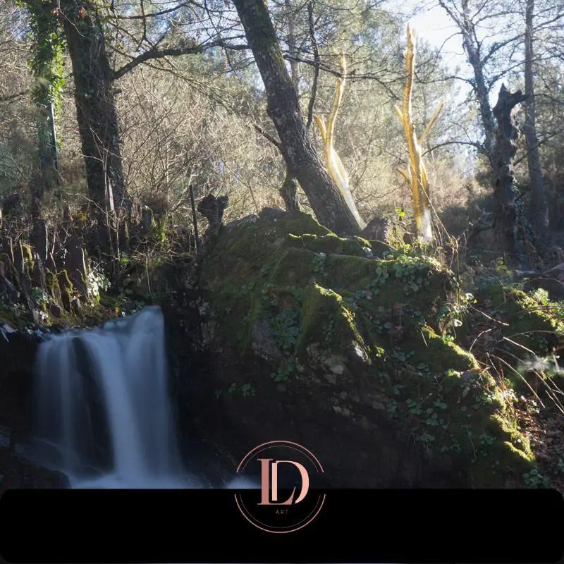 Arbre d'Or Brocéliande forest Val sans Retour Brittany