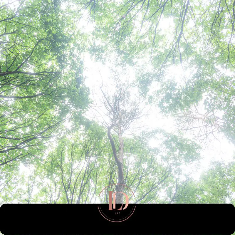 Beffou forest Côtes-d'Armor Brittany highest forest