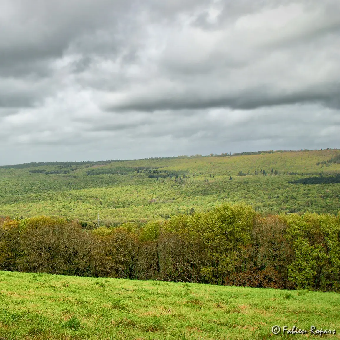 Forêt du Cranou Quimerc'h Finistère Brittany