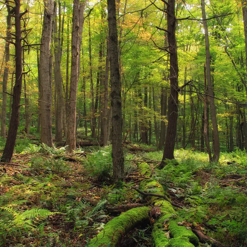 Fougères forest Ille-et-Vilaine Brittany