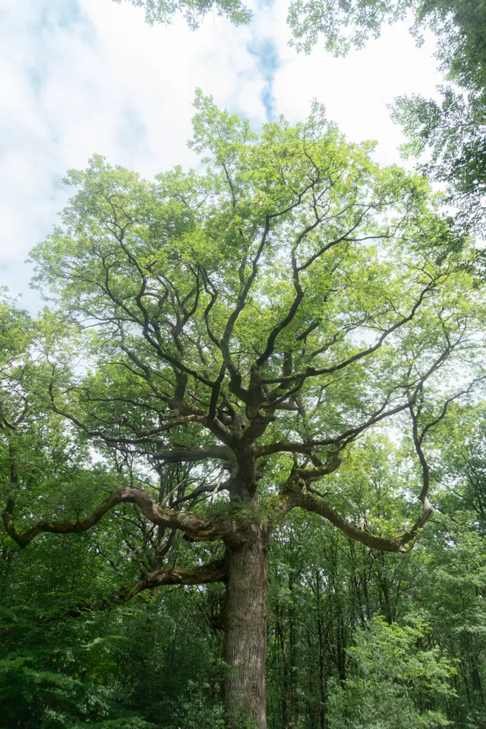 Ponthus beech, a remarkable tree in the Brocéliande forest