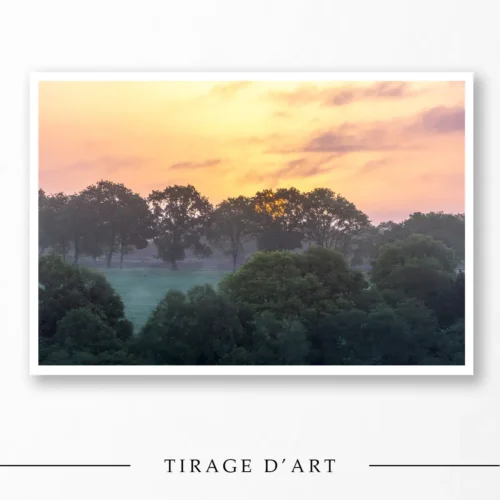 Photograph of an intense orange sunrise with silhouettes of trees standing out against the morning mist.