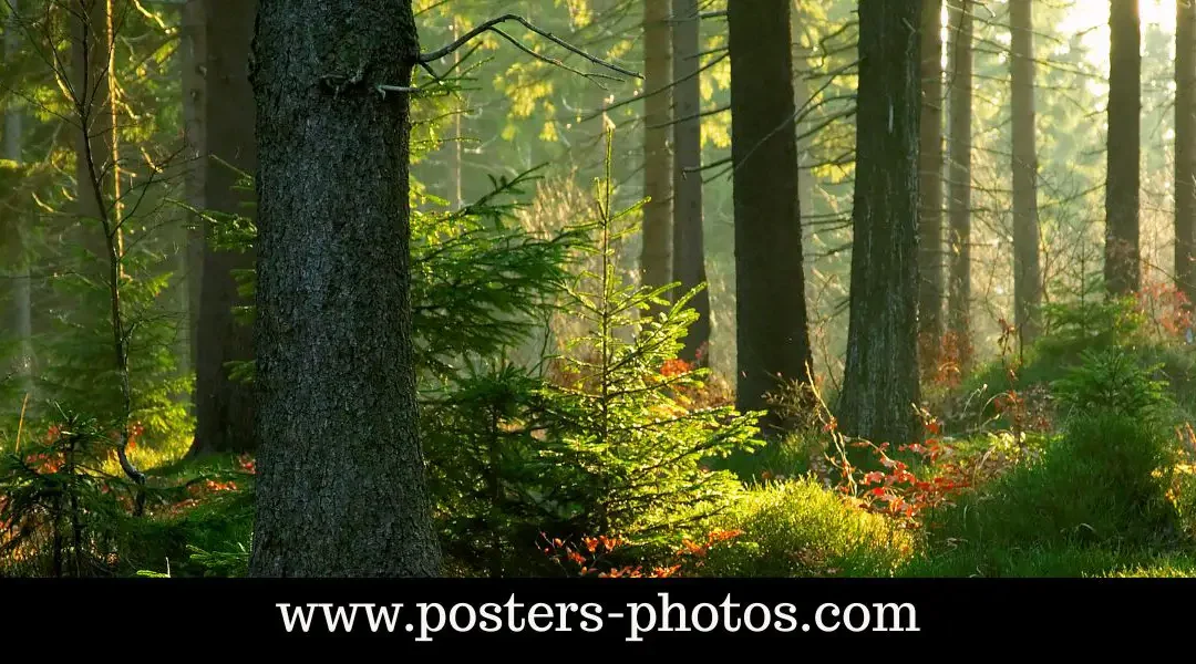 Les Incontournables Légendes de la Forêt de Brocéliande