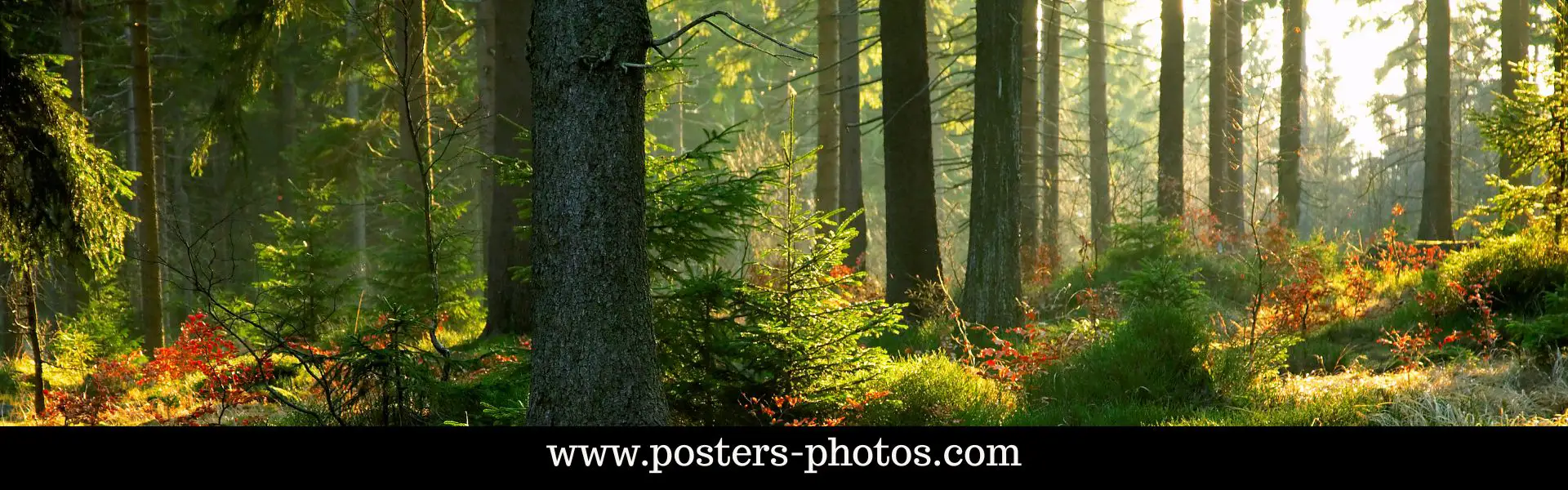 Forêt de Brocéliande Bretagne lumière dorée légendes arthuriennes Merlin Viviane